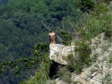 Falco-peregrinus_у-гнезда